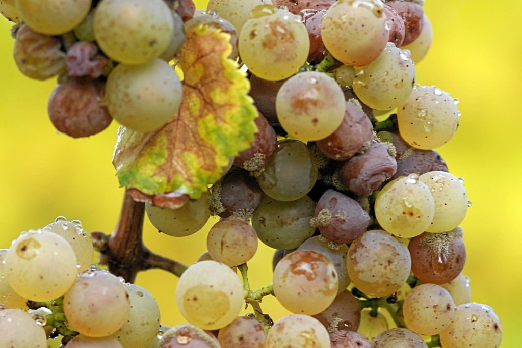 L'origine del nome Botrytis - Enoteca Ferrara