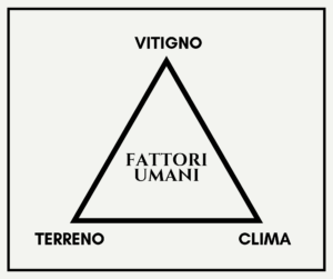 Schema ecosistema viticolo