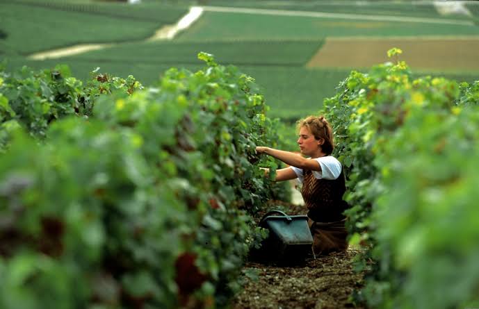 vendemmia in Champagne
